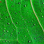 Green leaf macro closeup in Sofia, Bulgaria.