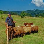 Slavcho a shepherd in koprivshitsa in the Pirin mountains, Bulgaria