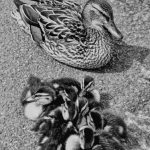 543 Duck and ducklings mono